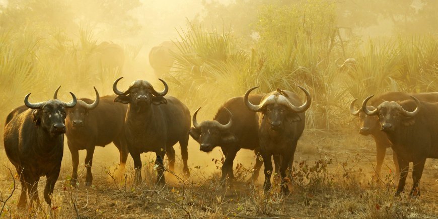 Buffalos in South Africa