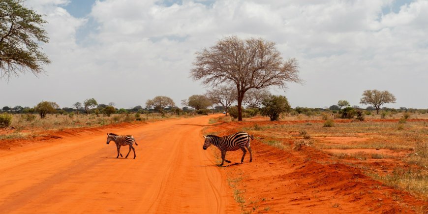 Zebras in Tsavo East