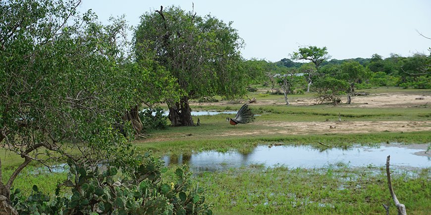 peacocks in yala