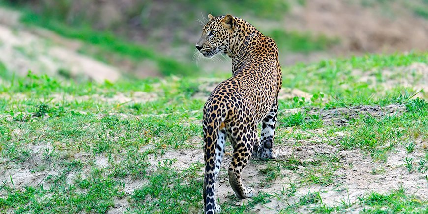 Yala National park