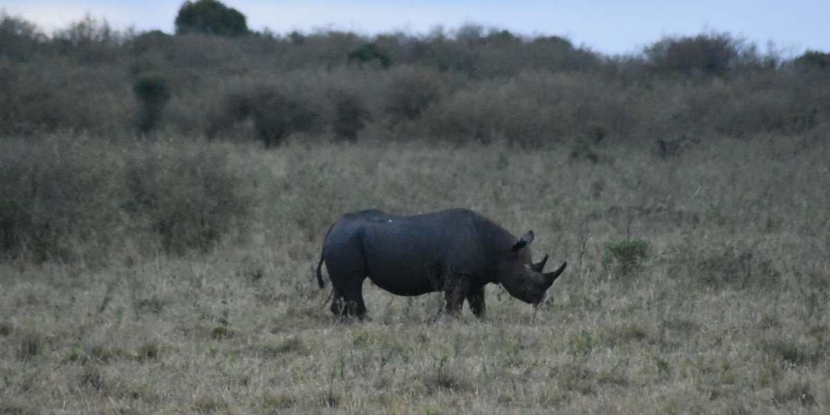 black rhino