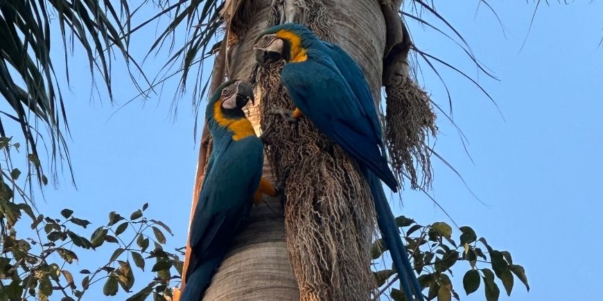 Macaws in a tree in Pantanal
