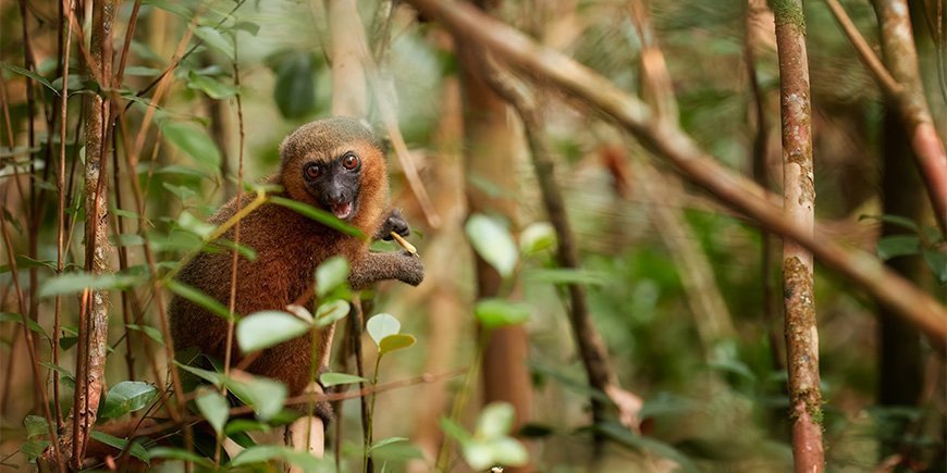 Cute bamboo lemur in Ranomafana, Madagascar