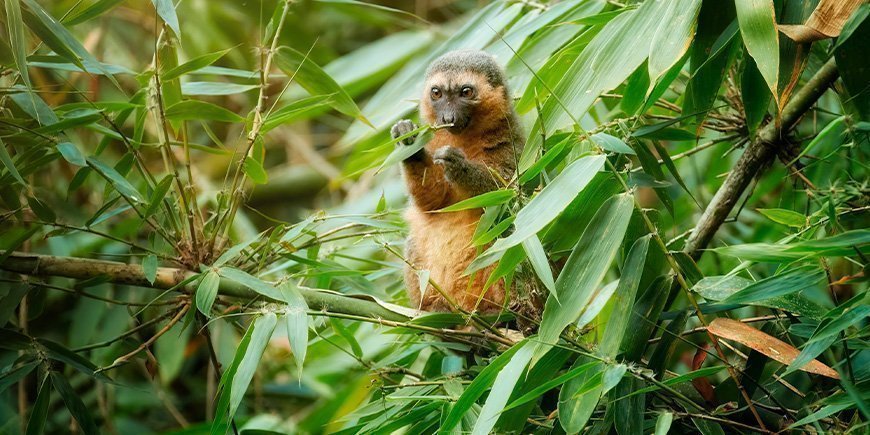 Bamboo lemur sitting in a tree in Ranomafana National Park