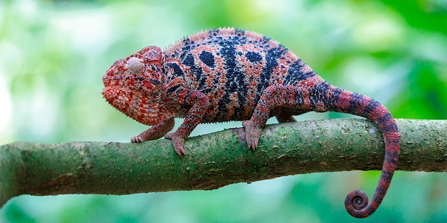 Beautiful red chameleon on a branch in Madagascar