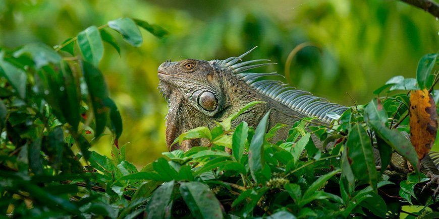 Green iguana in Tortuguero National Park in Costa Rica