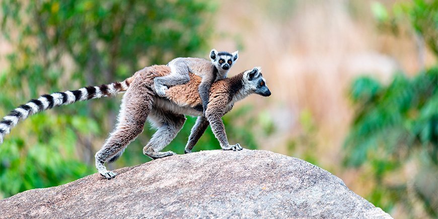 Ring-tailed lemur with baby in Madagascar