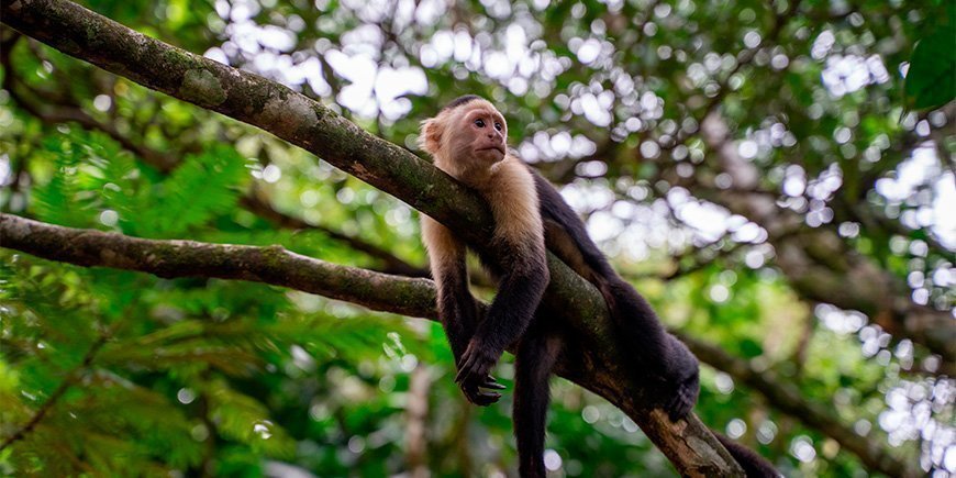 Monkey perched in a tree in Tortuguero, Costa Rica