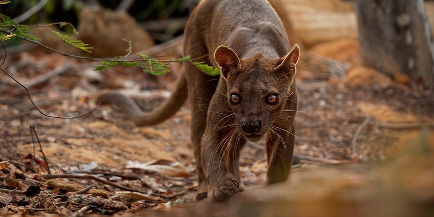 Fossa looking at the camera in Madagascar