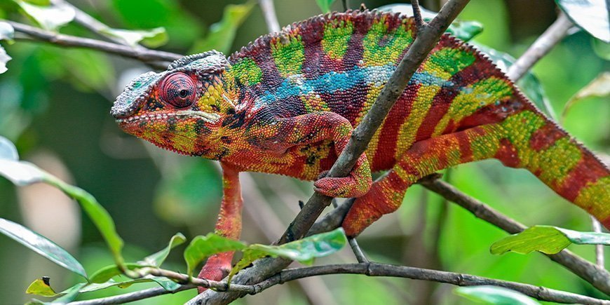 Colourful panther chameleon in Madagascar