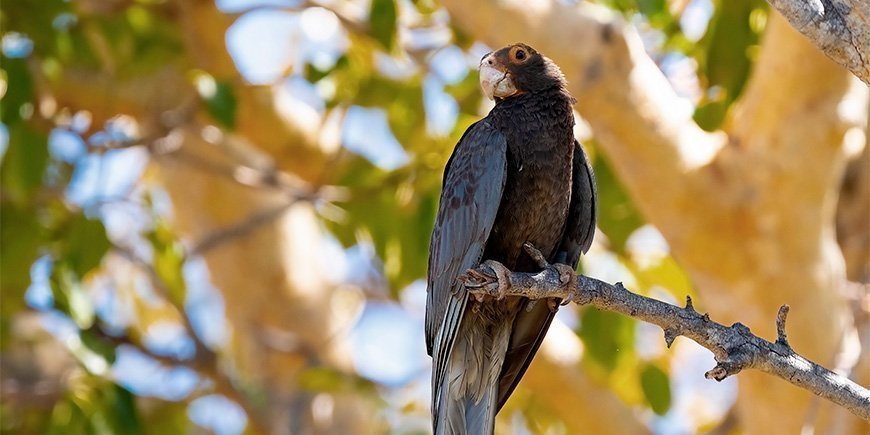 The great Vasa parrot on a branch in Madagascar National Park