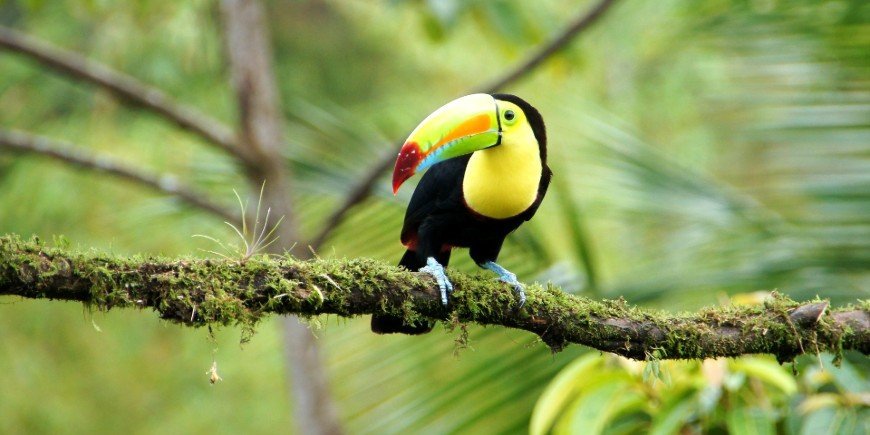 Keel-billed toucan in the forest in Costa Rica