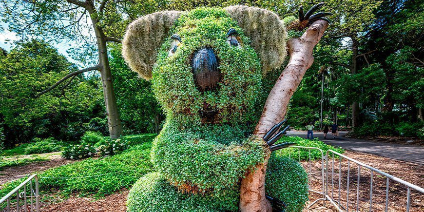 Koala bush in the Royal Botanic Garden in Sydney