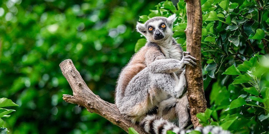 Ring-tailed lemur in a tree in Madagascar