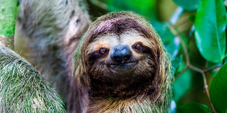 Sloth looking directly at the camera in Manuel Antonio, Costa Rica