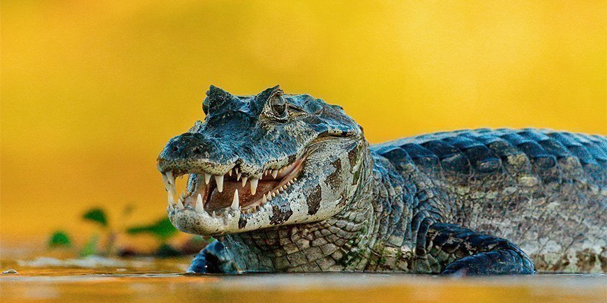 Caiman in the Pantanal in Brazil