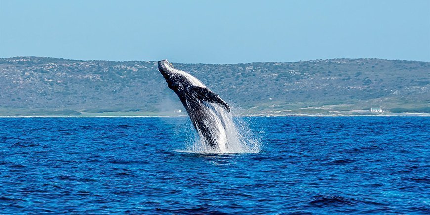 Humpback whale jumps out of the water at Cape Point in South Africa