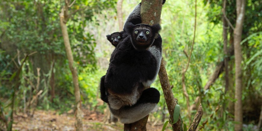 Indigo lemur with baby in the forest somewhere in Madagascar