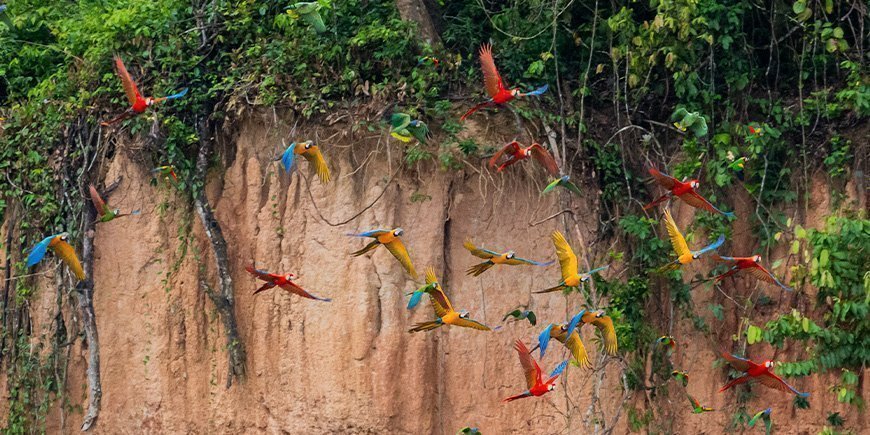 Forskelligfarvede araer flyver i Tambopata i Peru
