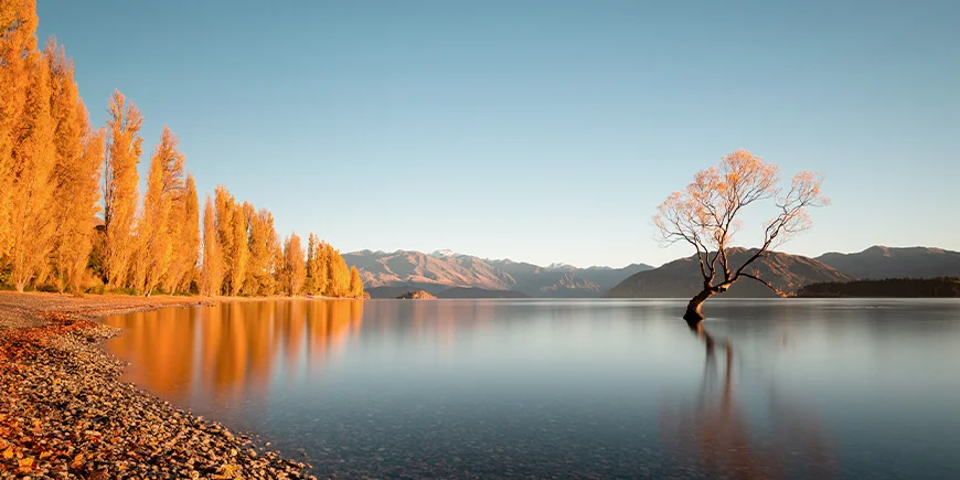 Autumn colours at That Wanaka Tree by Lake Wanaka in New Zealand