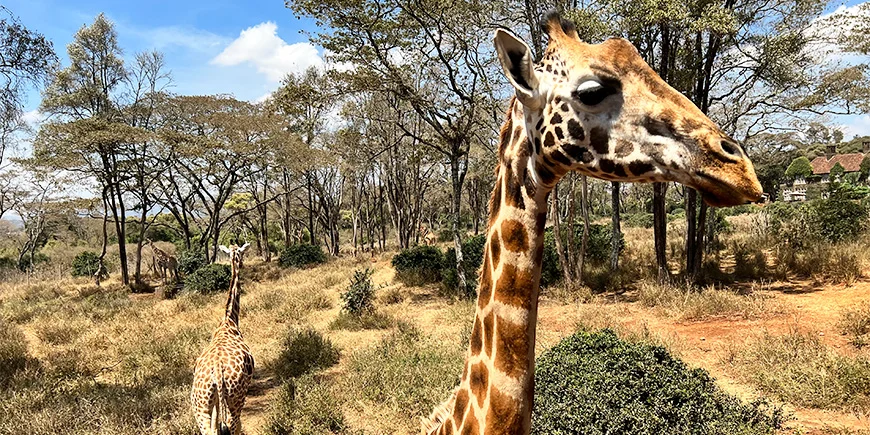 Giraffes at the Nairobi Giraffe Centre