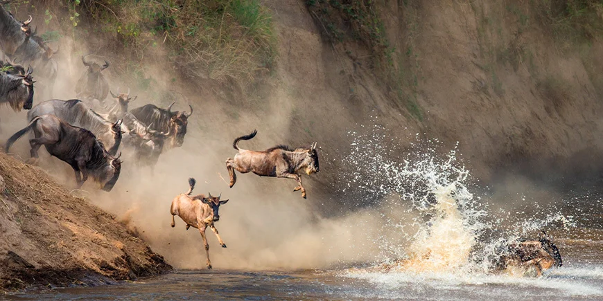 Wildebeest jumping into the Mara River to get to the other side