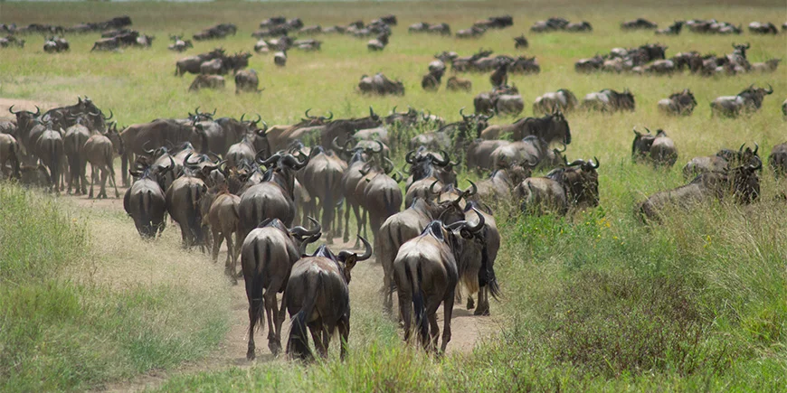 Wildebeests wander on the savannah