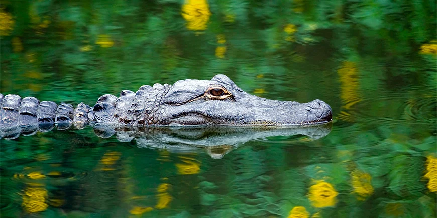 Alligator in the swamp in Everglades National Park