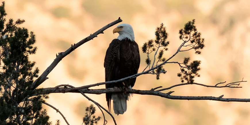 Bald eagle in Los Angeles