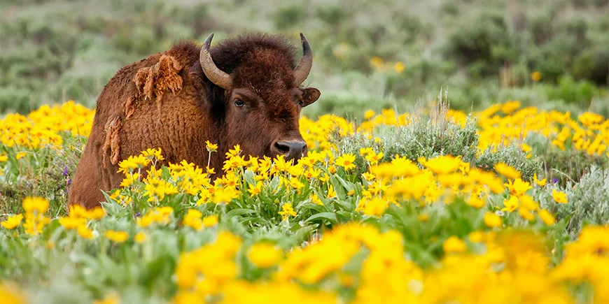 Bison surrounded by flowers in Yellowstone