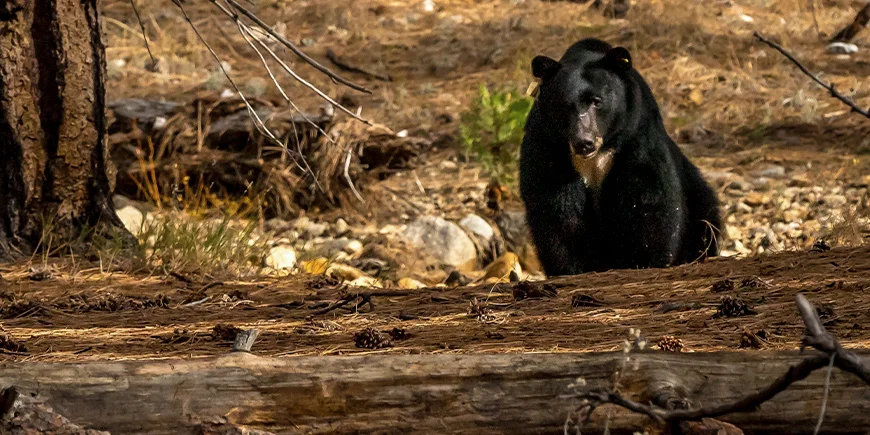 Black bear in the forest in Yosemite National Park in the United States