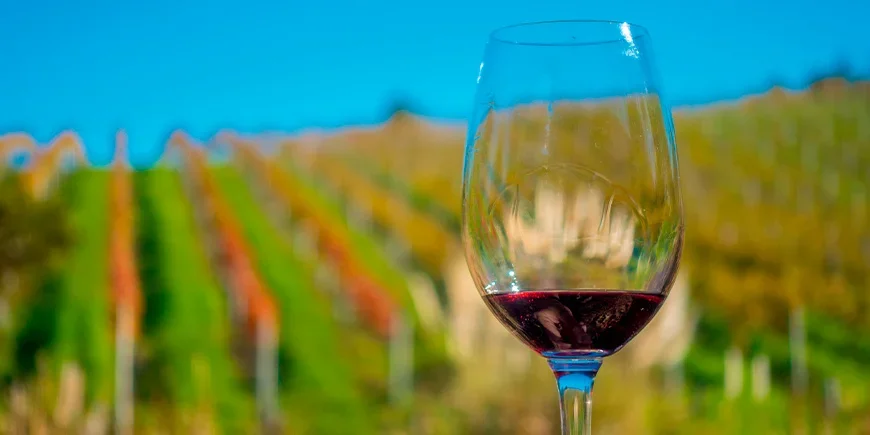 A glass of red wine overlooking the vineyards on Waiheke Island