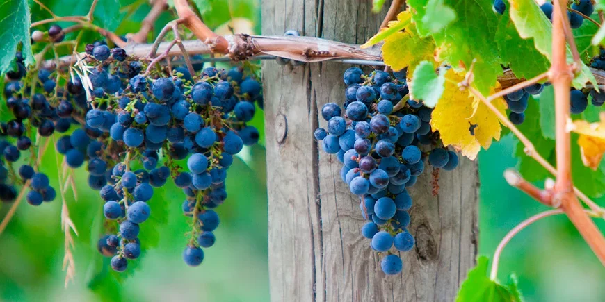 Vineyards in Yarra Valley in Australia