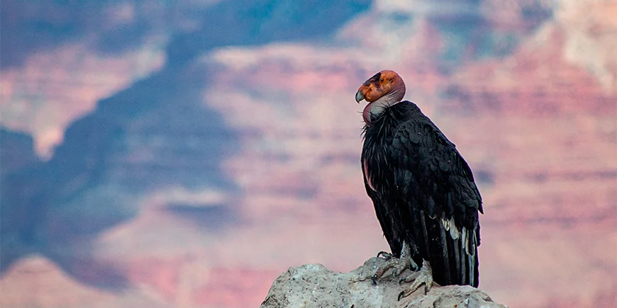 California condor in the Grand Canyon