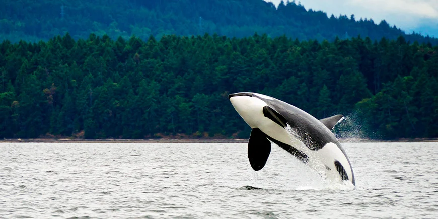 Killer whale off the coast of Vancouver Island in Canada