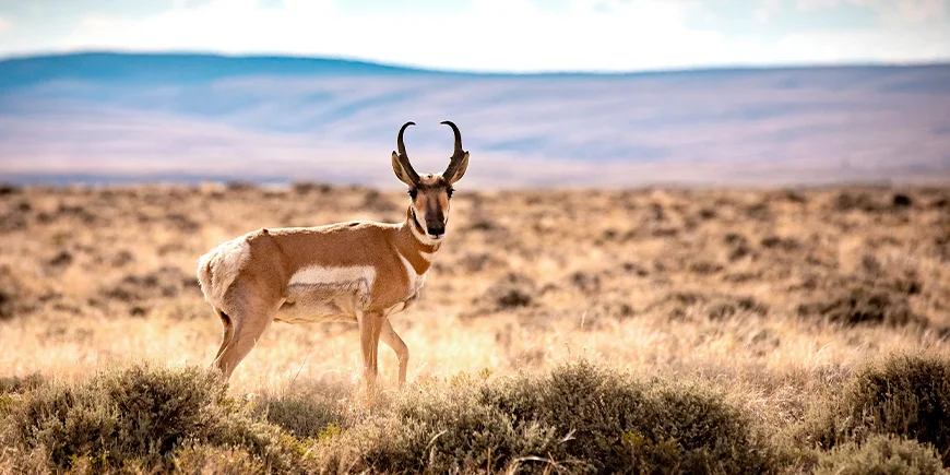 Pronghorn antelope in the Red Desert in the United States