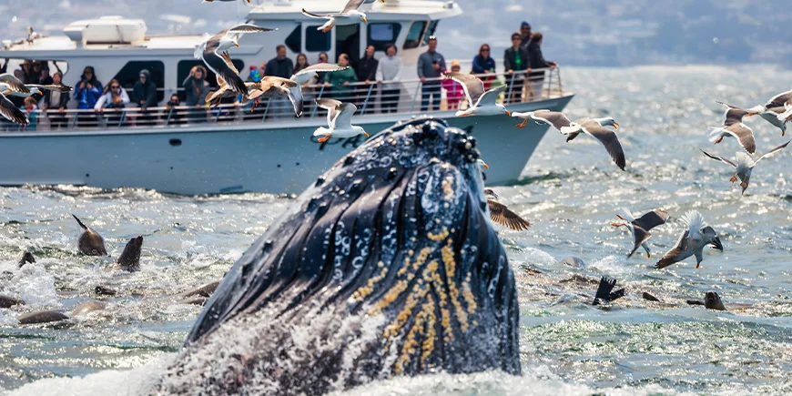 Whale breaking the surface in Monterey in the United States