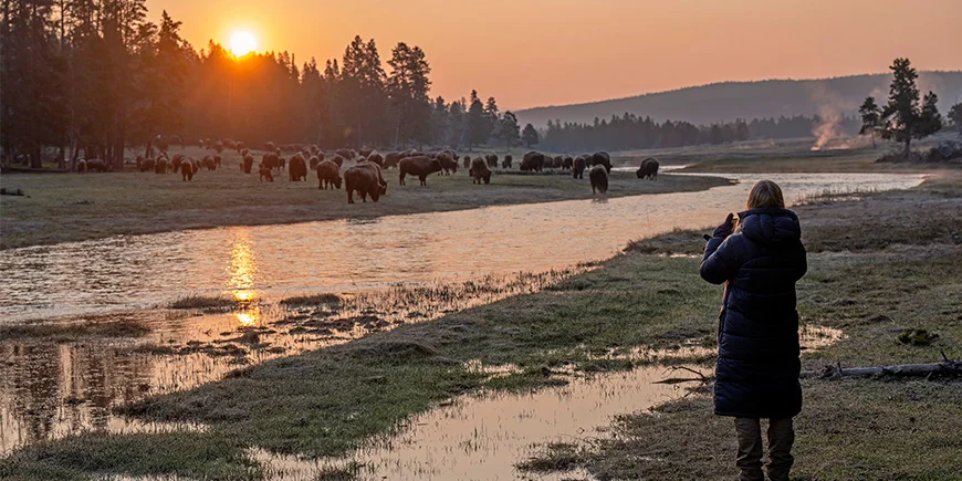 Woman taking a photo of bison in Yellowstone National Park