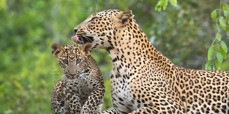 Leopard and cubs in Yala National Park