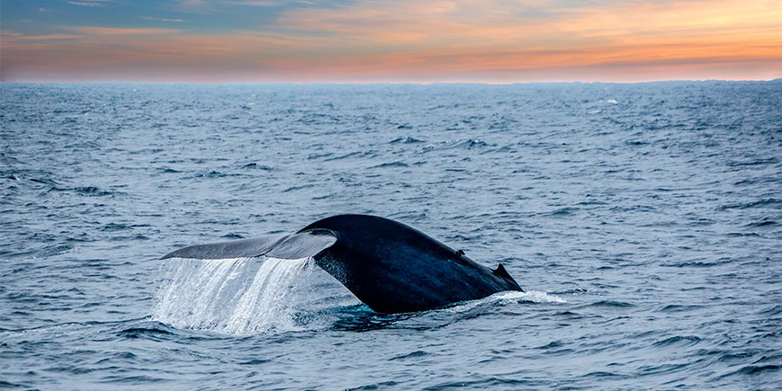 Whale breaking the surface at Mirissa in Sri Lanka
