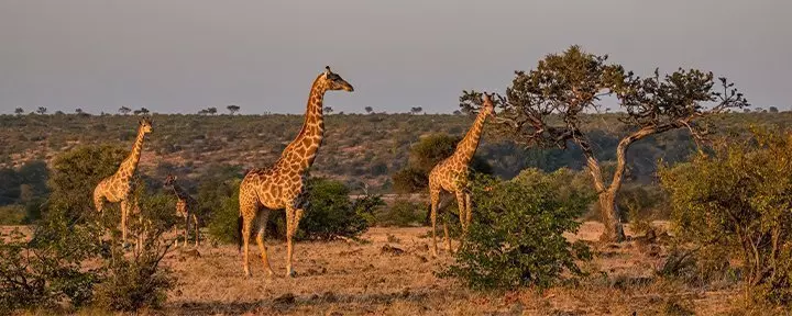 Giraffes in Kruger National Park in South Africa
