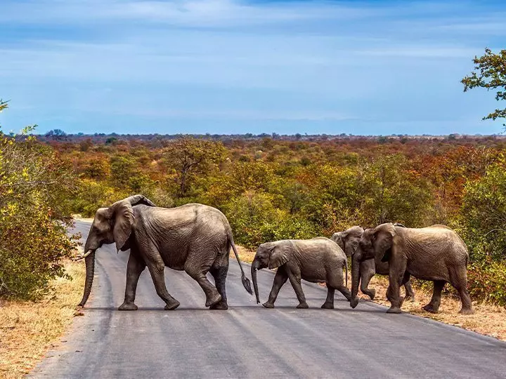 Elephant family crossing the road in Kruger National Park