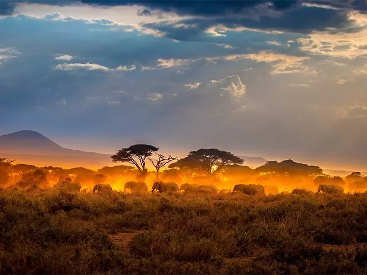 Herd of elephants walking at sunset in the Masai Mara