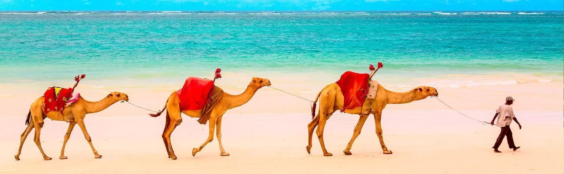 A group of dromedaries walking on the beach in Mombasa