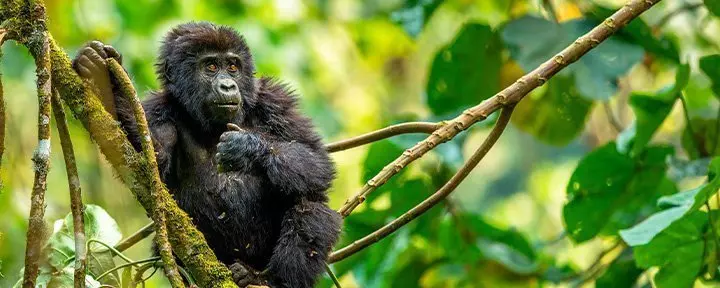 Baby gorilla in a tree in the jungle