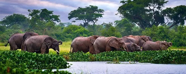 Elephants in Murchison Falls National Park, Uganda