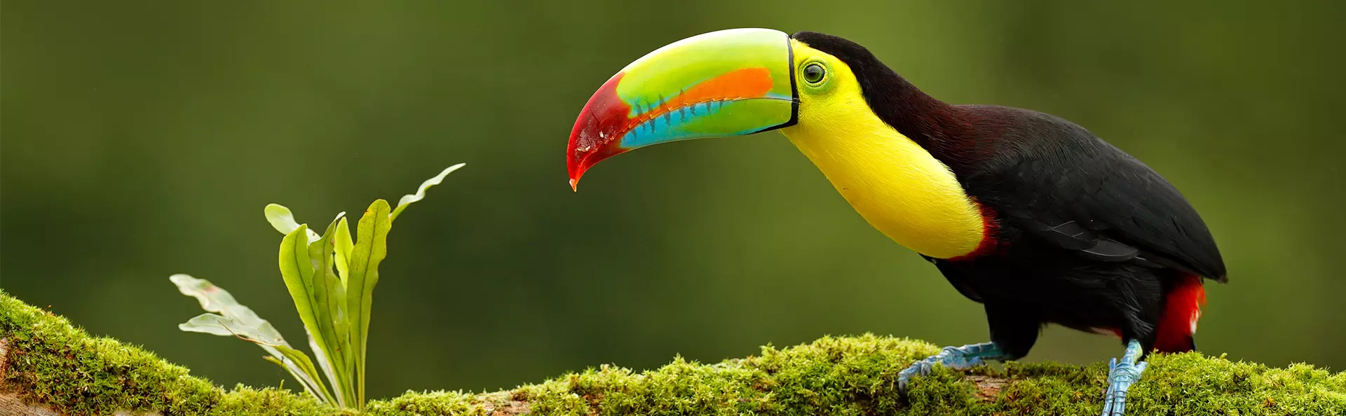 Keel-billed toucan in the wild in Costa Rica