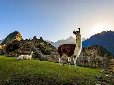 Two llamas relaxing at Machu Picchu