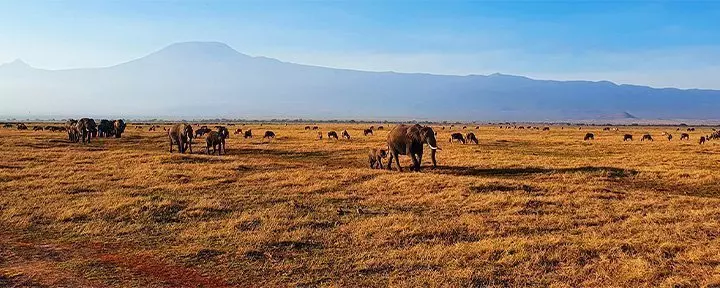 Elephants walking in line in Amboseli with Kilimanjaro behind them