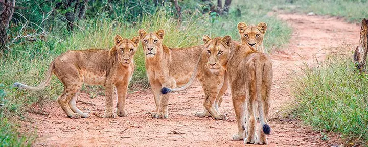 A group of lionesses in Kapama Private Game Reserve